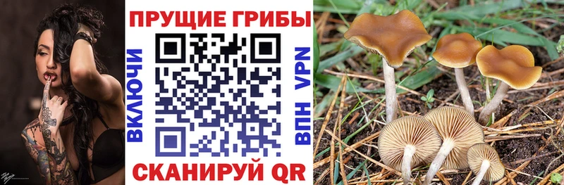 как найти закладки  это наркотические препараты  MEGA ссылка  Галлюциногенные грибы Psilocybe  Златоуст 